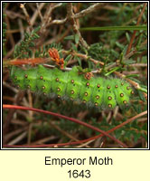 Emperor Moth, Saturnia pavonia (caterpillar)