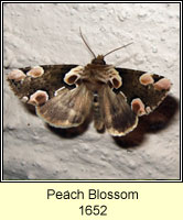 Peach Blossom, Thyatira batis