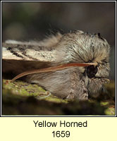 Yellow Horned, Achlya flavicornis