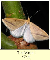 The Vestal, Rhodometra sacraria
