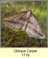 Oblique Carpet, Orthonama vittata