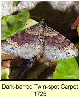 Dark-barred Twin-spot Carpet, Xanthorhoe ferrugata