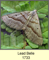 Lead Belle, Scotopteryx mucronata