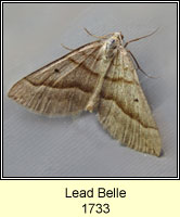 Lead Belle, Scotopteryx mucronata