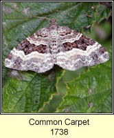 Common Carpet, Epirrhoe alternata