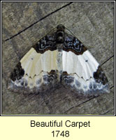 Beautiful Carpet, Mesoleuca albicillata