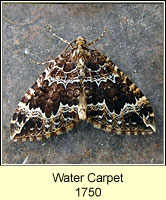 Water Carpet, Lampropteryx suffumata