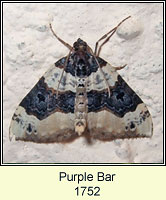 Purple Bar, Cosmorhoe ocellata