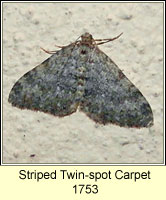 Striped twin-spot Carpet