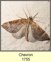 The Chevron, Eulithis testata