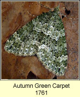 Autumn Green Carpet, Chloroclysta miata