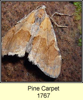 Pine Carpet, Thera firmata
