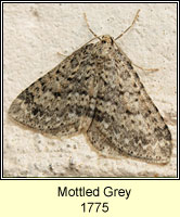Mottled Grey, Colostygia multistrigaria