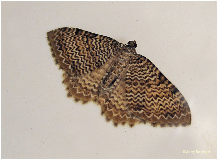 Scallop Shell, Rheumaptera undulata