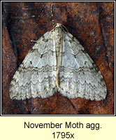 November Moth agg, Epirrita dilutata agg