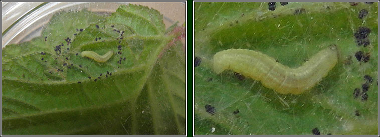 Winter Moth, Operophtera brumata, larva