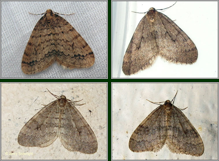 Winter Moth, Operophtera brumata