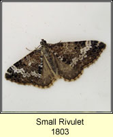 Small Rivulet, Perizoma alchemillata