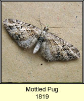 Mottled Pug, Eupithecia exiguata