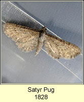 Satyr Pug, Eupithecia satyrata