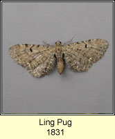 Ling Pug, Eupithecia absinthiata f goossensiata