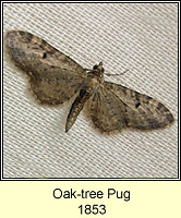 Oak-tree Pug, Eupithecia dodoneata