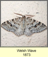 Welsh Wave, Venusia cambrica