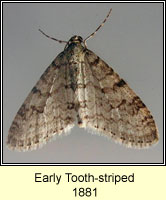 Early Tooth-striped, Trichopteryx carpinata