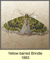 Yellow-barred Brindle, Acasis viretata