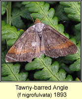 Tawny-barred Angle, Macari liturata f nigrofulvata