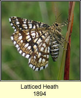 Latticed Heath, Chiasmia clathrata