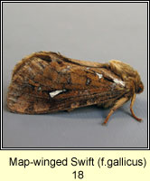 Map-winged Swift, Hepialus fusconebulosa f gallicus