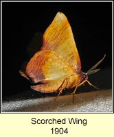 Scorched Wing, Plagodis dolabraria
