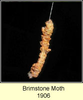 Brimstone Moth, Opisthograptis luteolata (caterpillar)