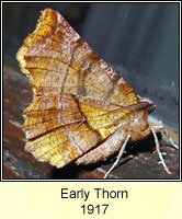 Early Thorn, Selenia dentaria
