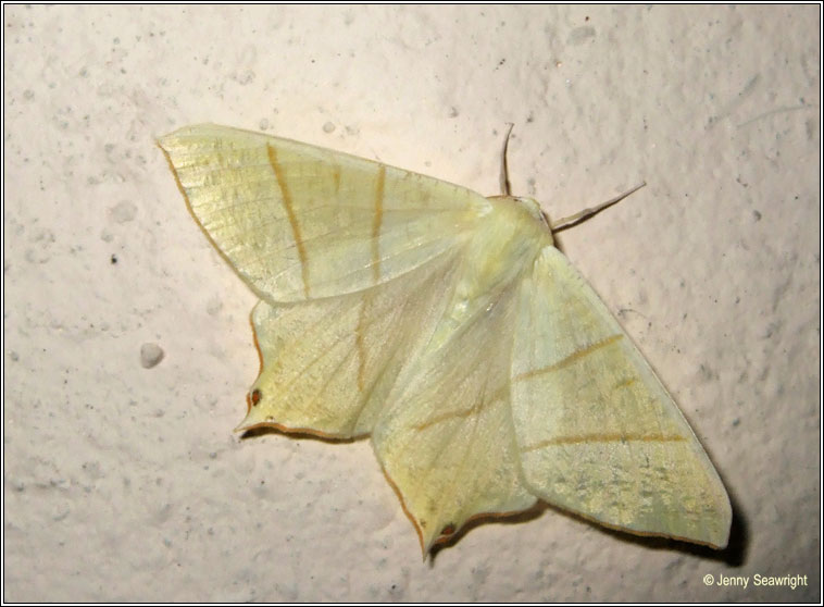 Swallow-tailed Moth, Ourapteryx sambucaria