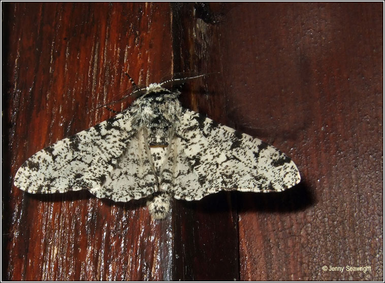 Peppered Moth, Biston betularia f.insularia