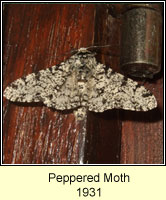 Peppered Moth, Biston betularia f insularia