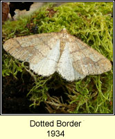 Dotted Border, Agriopis marginaria