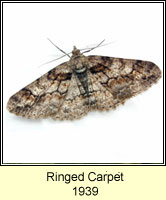 Ringed Carpet, Cleora cinctaria