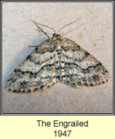 Engrailed, Ectropis bistortata