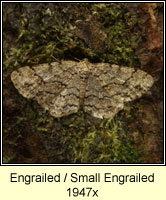 The Engrailed, Ectropis bistortata