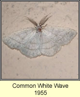 Common White Wave, Cabera pusaria