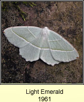Light Emerald, Campaea margaritata