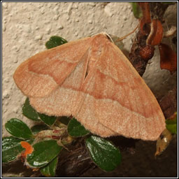 Barred Red, Hylaea fasciaria