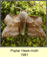 Poplar Hawkmoth, Laothoe populi