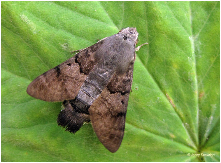Hummingbird Hawk-moth, Macroglossum stellatarum