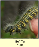 Buff Tip, Phalera bucephala (caterpillar)