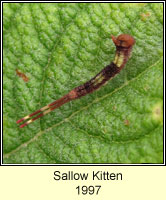 Sallow Kitten, Furcula furcula (caterpillar)