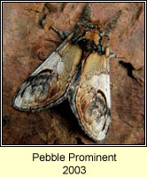 Pebble Prominent, Notodonta ziczac